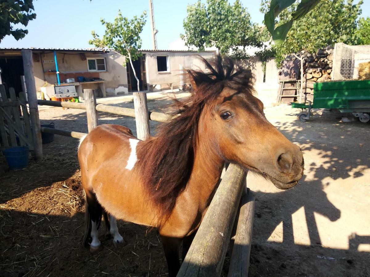 Caseta Rovira Casa de Férias Deltebre